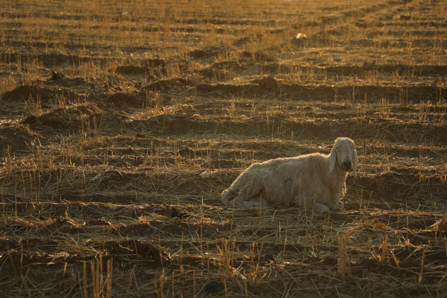 image_9ed6c6-89853295